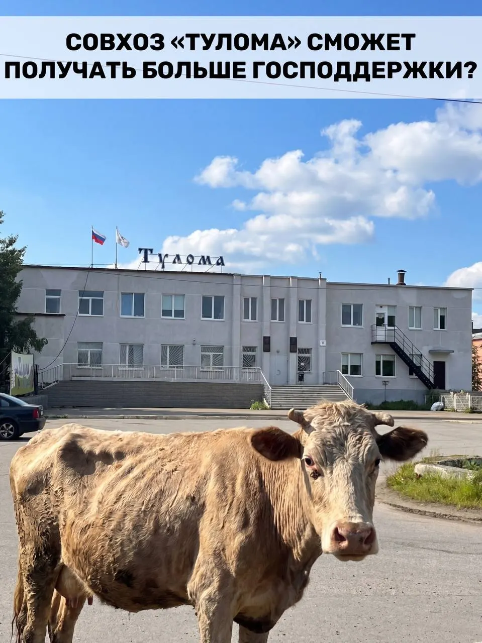 Правила субсидирования молочных хозяйств изменили: теперь федеральную помощь смогут получить и предприятия с долей государства или муниципалитета более 25%. Для Мурманской области это важно — однако сотрудники совхоза «Тулома» сообщают о критической ситуации на предприятии и сомневаются, успеет ли поддержка прийти вовремя.