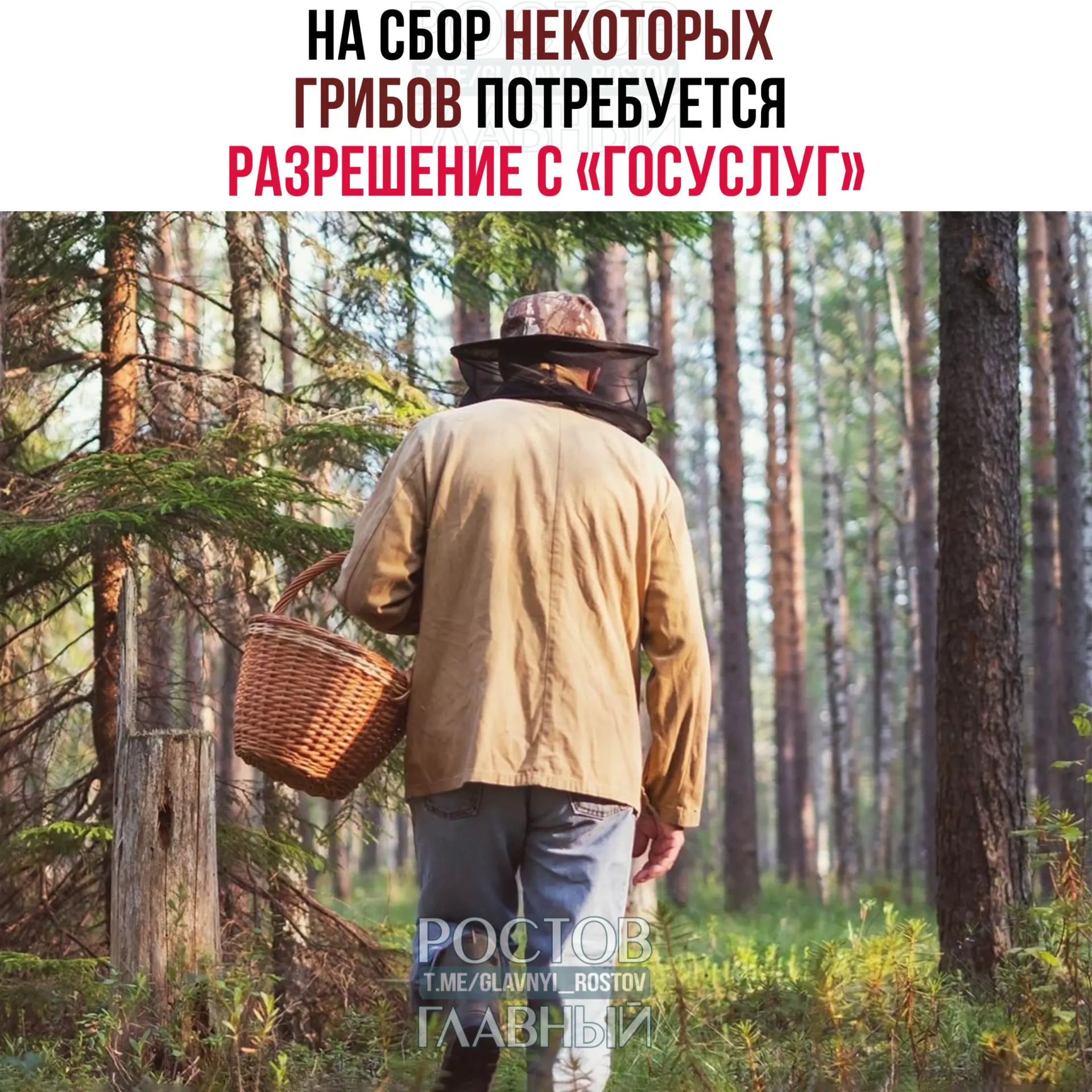 С 1 сентября 2027 года для сбора отдельных редких видов грибов потребуется разрешение, оформляемое через портал «Госуслуги». Заявки будут рассматривать в течение 15 дней; за сбор краснокнижных видов без разрешения предусмотрена уголовная ответственность.