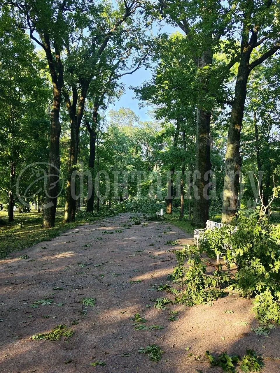После сильного ветра в Ленинградской области закрывают Павловский парк, в Пушкине работает Екатерининский парк. С дорог убрали 517 поваленных деревьев, проезд восстановлен, электроснабжение вернули большей части жителей.