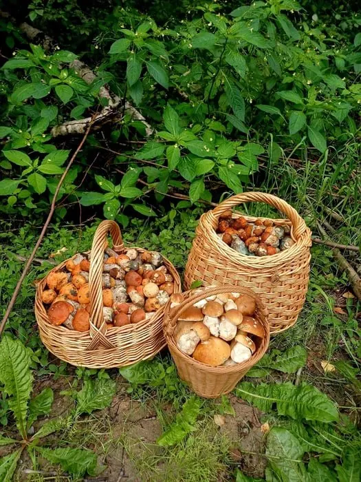 В Ломоносовском, Приозерском, Всеволожском, Лужском, Кировском и Тихвинском районах идёт активный сбор грибов: маслят, лисичек, белых и подосиновиков.