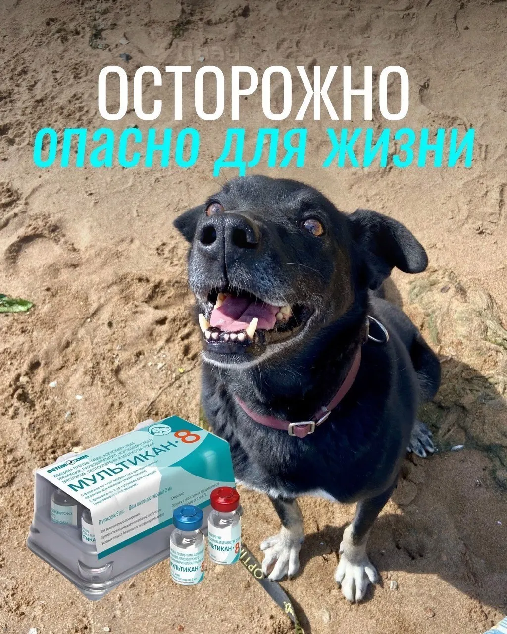 Владельцы сообщают о тяжёлых реакциях после прививки: судороги, кровавая рвота, диарея и высокая температура. Часто животные погибают или нуждаются в эвтаназии. Партия вакцины изъята из клиник, причинность пока не подтверждена.